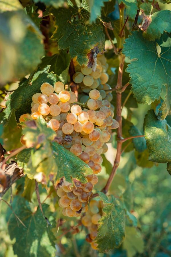 Chateau Artwine Art'ana Ngoại thất bức ảnh